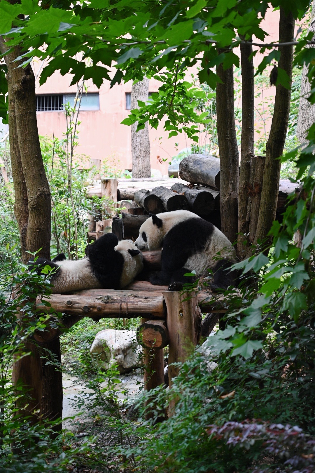 Panda experience in the six-day Chengdu journey